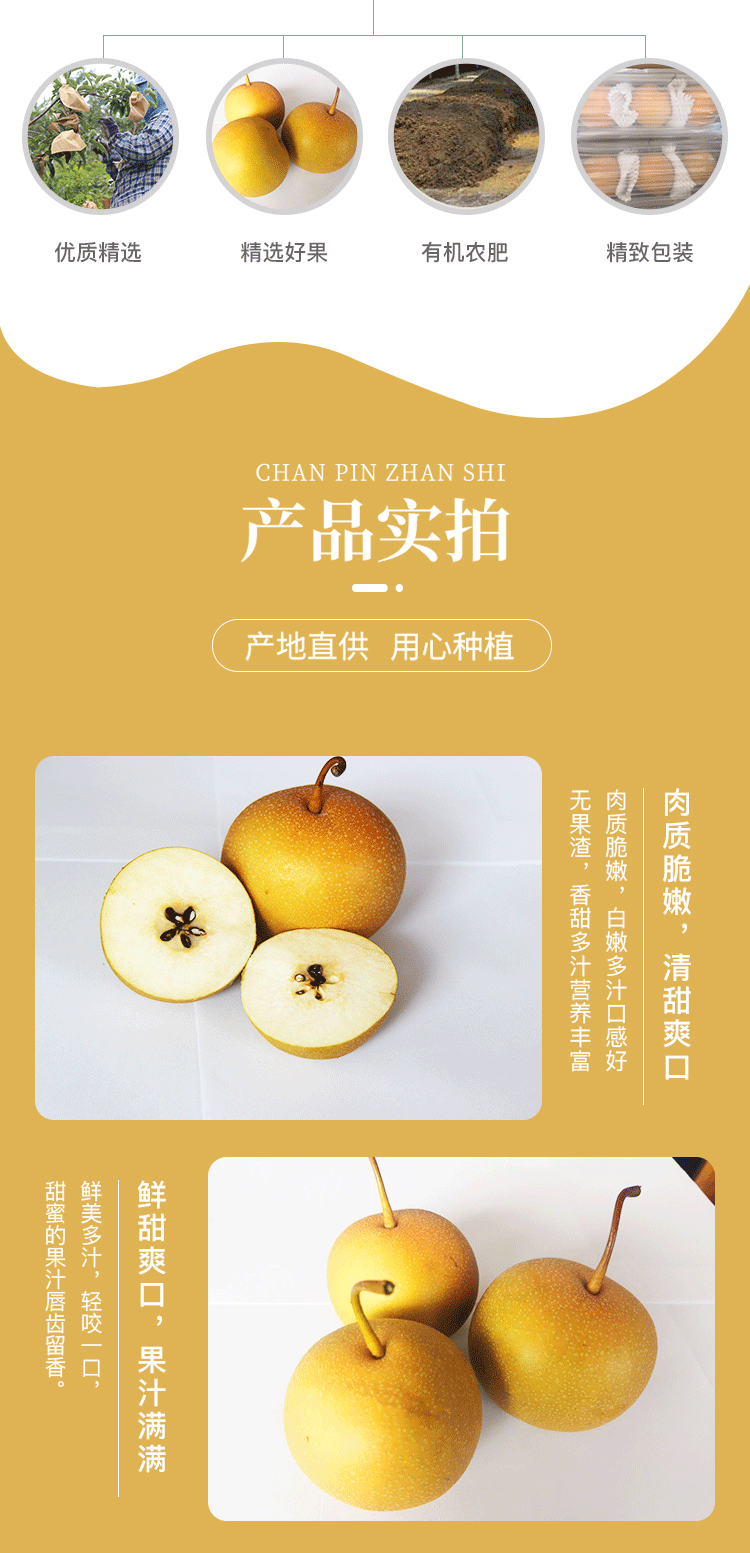 黃金秋梨_03.gif